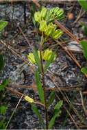 Imagem de Asclepias pedicellata Walt.