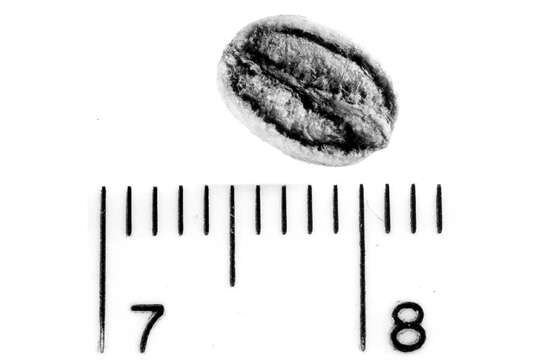Sivun Viburnum rafinesqueanum kuva
