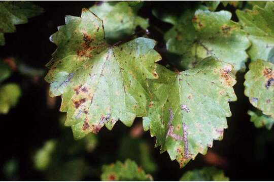 Imagem de Vitis rotundifolia Michx.