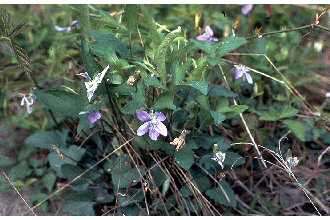 Image of arrowleaf violet