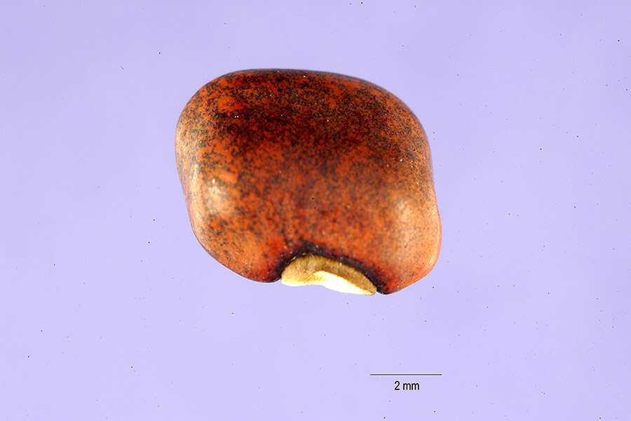 Image of southern pea