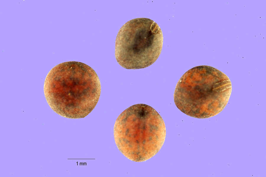 Image of Louisiana vetch