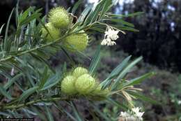 Image of Balloon milkweed