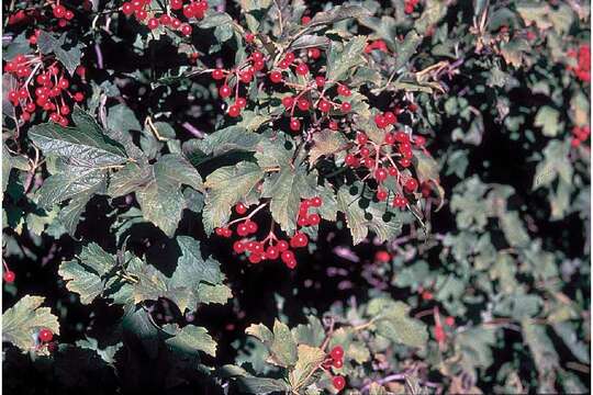 Image of American cranberrybush