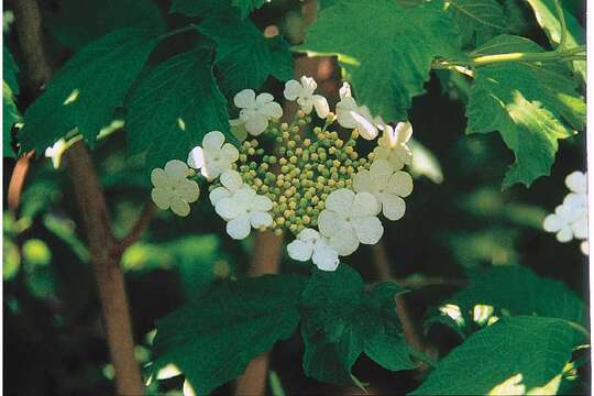 Image of American cranberrybush