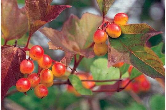 Image of American cranberrybush