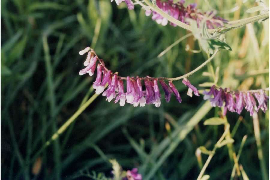 Image of fodder vetch