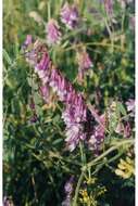 Image of fodder vetch