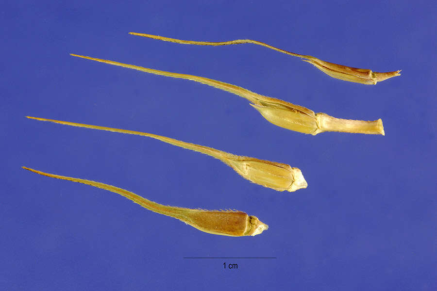 Image of hippo grass