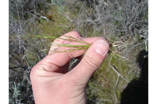 Image of brome fescue