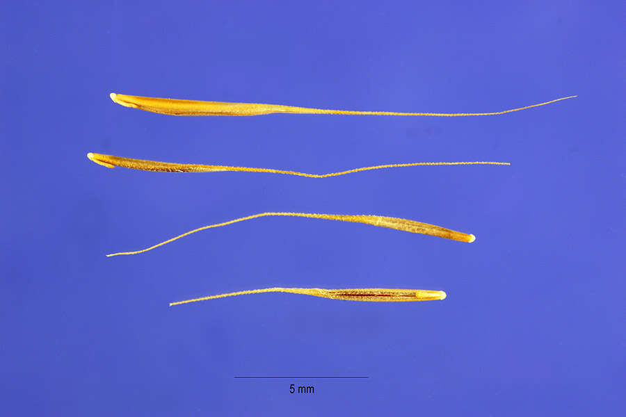 Image of rat's-tail fescue