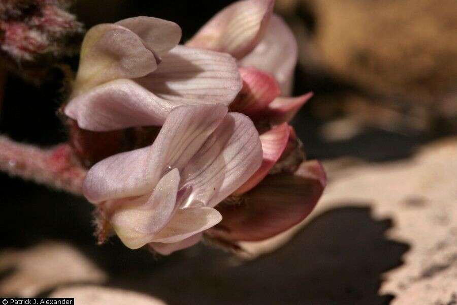 Image of Guadalupe milkvetch