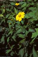 Image of Coastal-Plain Creeping-Oxeye