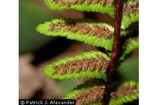 Image of ebony spleenwort