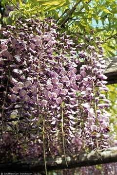 Plancia ëd Wisteria floribunda (Willd.) DC.