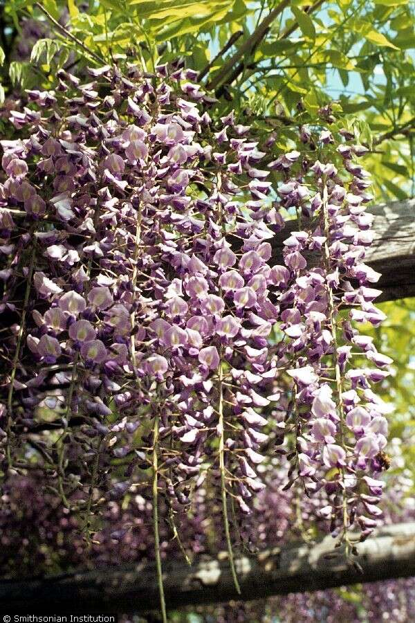 Image of Japanese wisteria