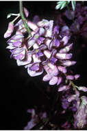 矮紫藤的圖片
