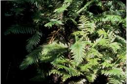 Image of giant chain fern