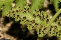 Image of New Mexico cliff fern