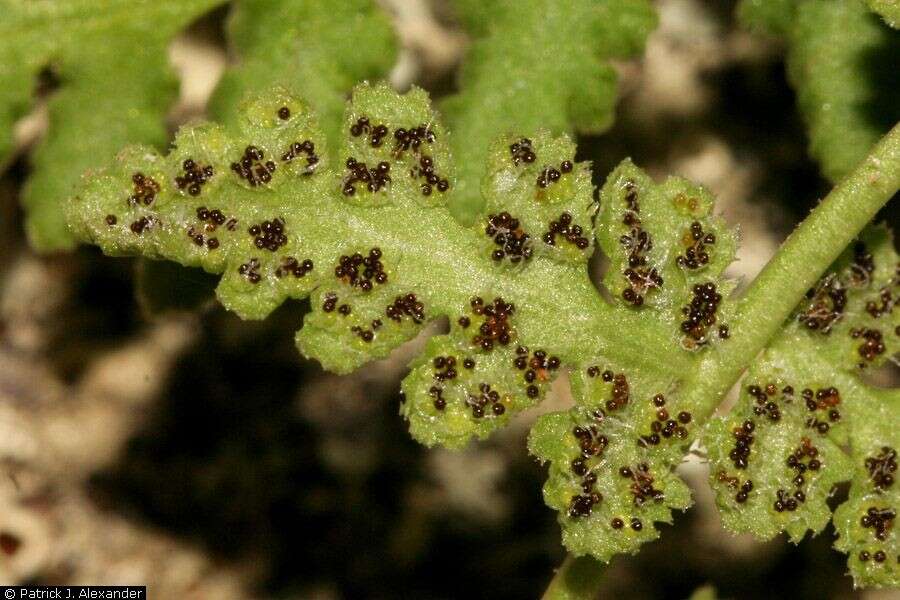 Image of New Mexico cliff fern