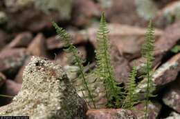 Image of Phillips' cliff fern