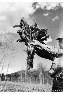 Image of mule-ears