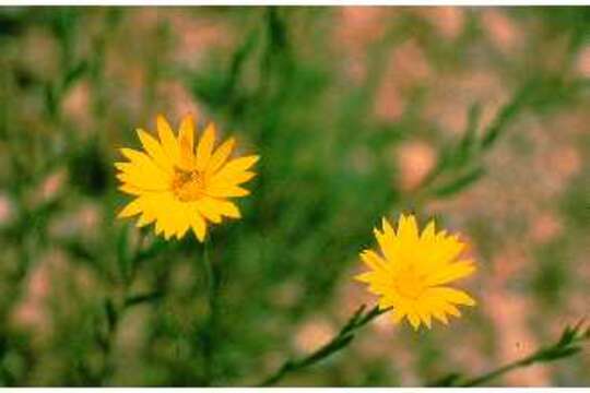 Image of Texas sleepydaisy