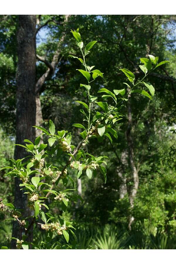 Image of tallow wood