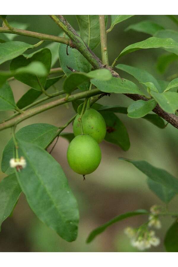 Image of tallow wood