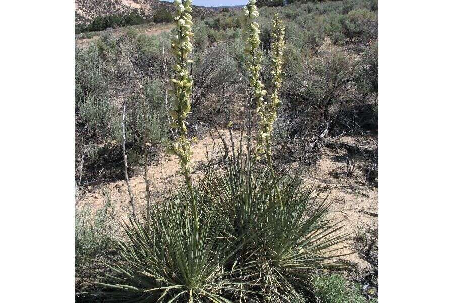 Imagem de Yucca glauca Nutt. var. glauca