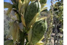 Imagem de Yucca glauca Nutt. var. glauca