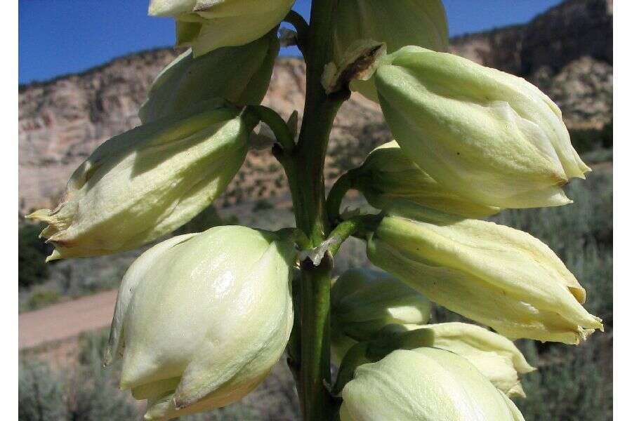 Imagem de Yucca glauca Nutt. var. glauca