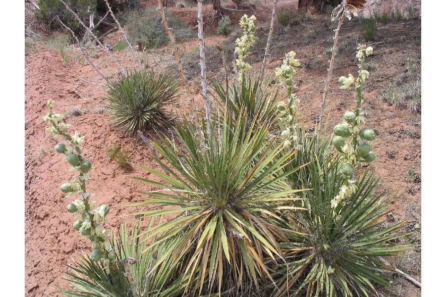 Imagem de Yucca glauca Nutt. var. glauca