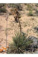 Imagem de Yucca glauca Nutt. var. glauca