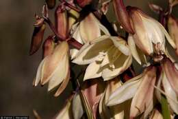 Imagem de Yucca baccata Torr.