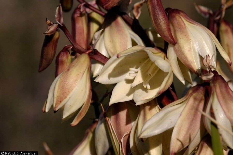 Image of banana yucca