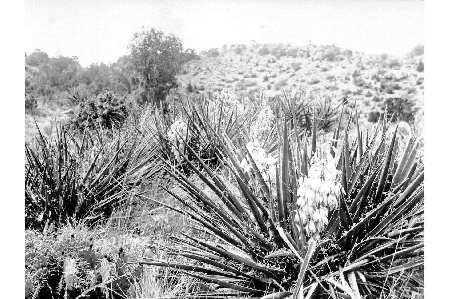 Yucca baccata Torr. resmi