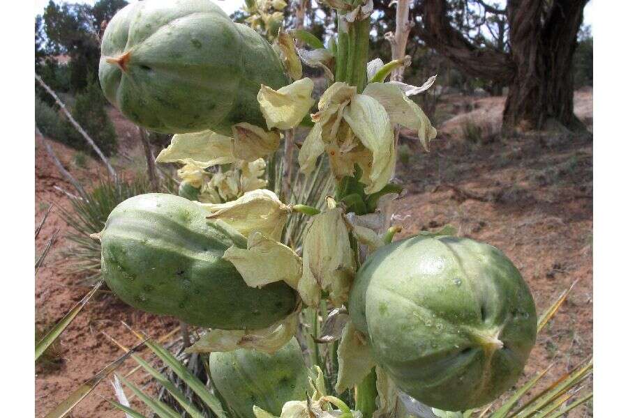 Image of Navajo yucca