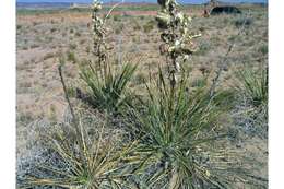 Image of Navajo yucca