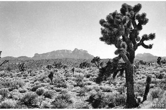 Image of Joshua tree