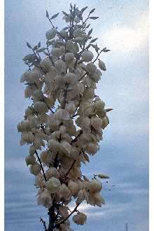 Image of yucca