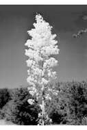 Image of yucca