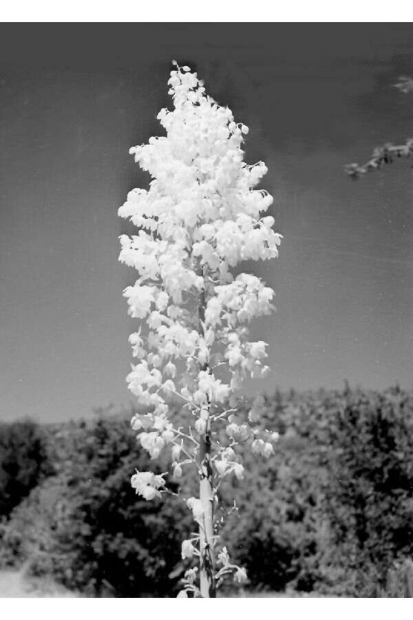 Image of yucca