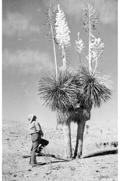 Image of yucca