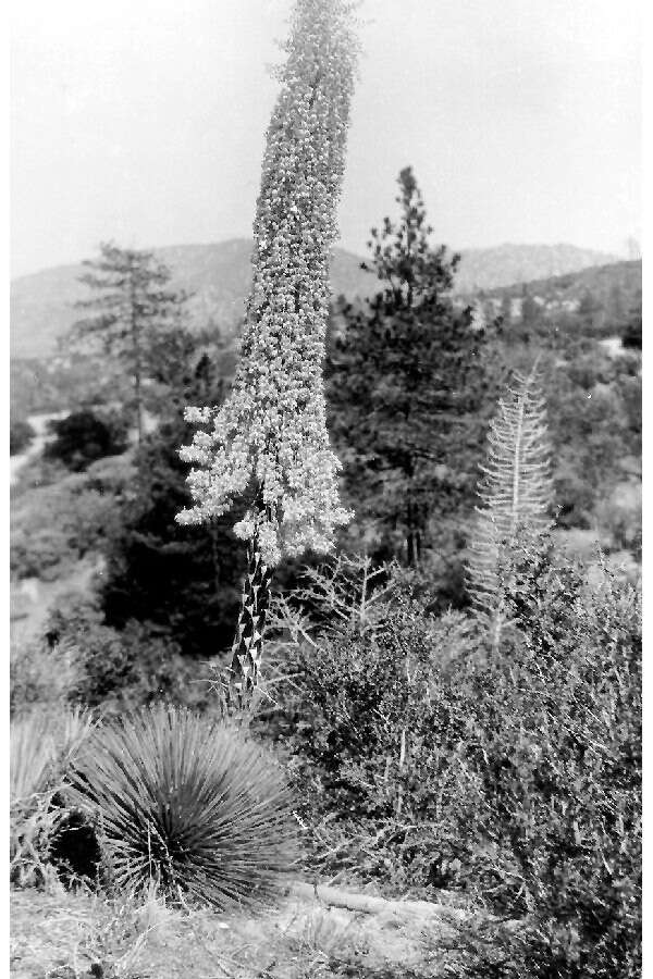 Image of yucca