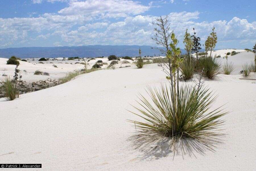 Image of soaptree yucca