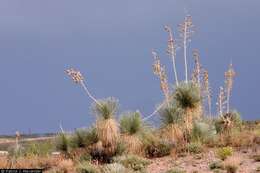 Image of soaptree yucca