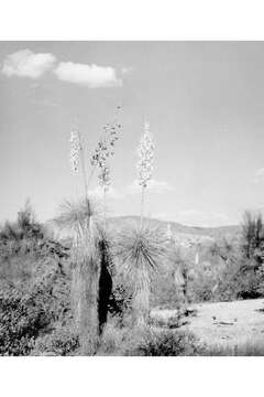 Image of soaptree yucca