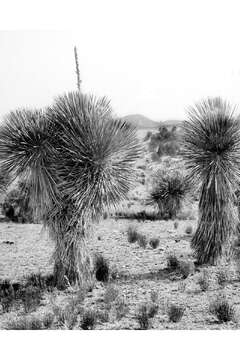 Image of soaptree yucca