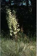 Image of soapweed yucca